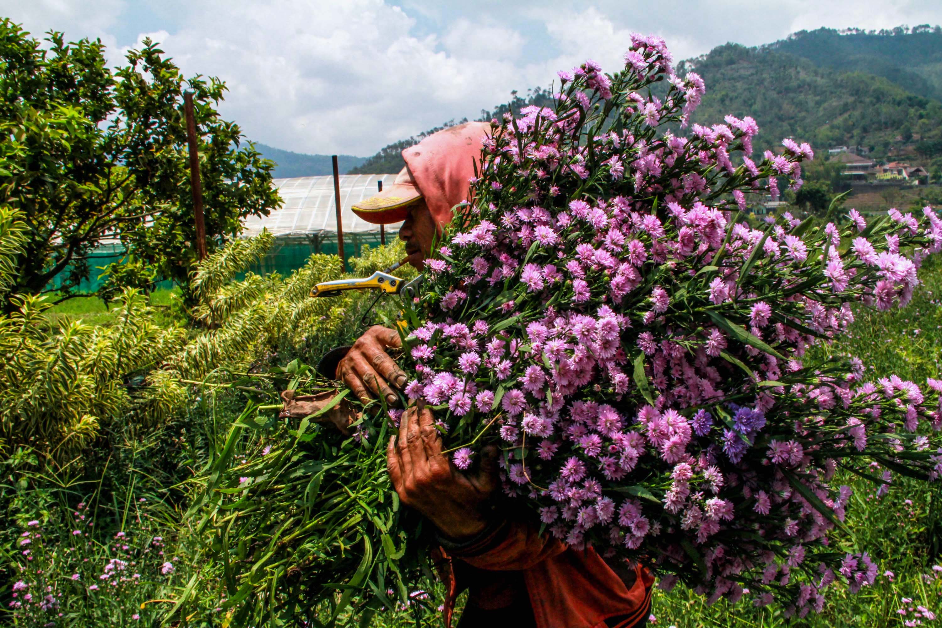  Petani membawa bunga pikok untuk dirapikan kemudian diantarkan ke pengepul. Pada bulan-bulan tertentu permintaan bunga pikok menurun. Foto : Falahi Mubarok/Mongabay Indonesia 