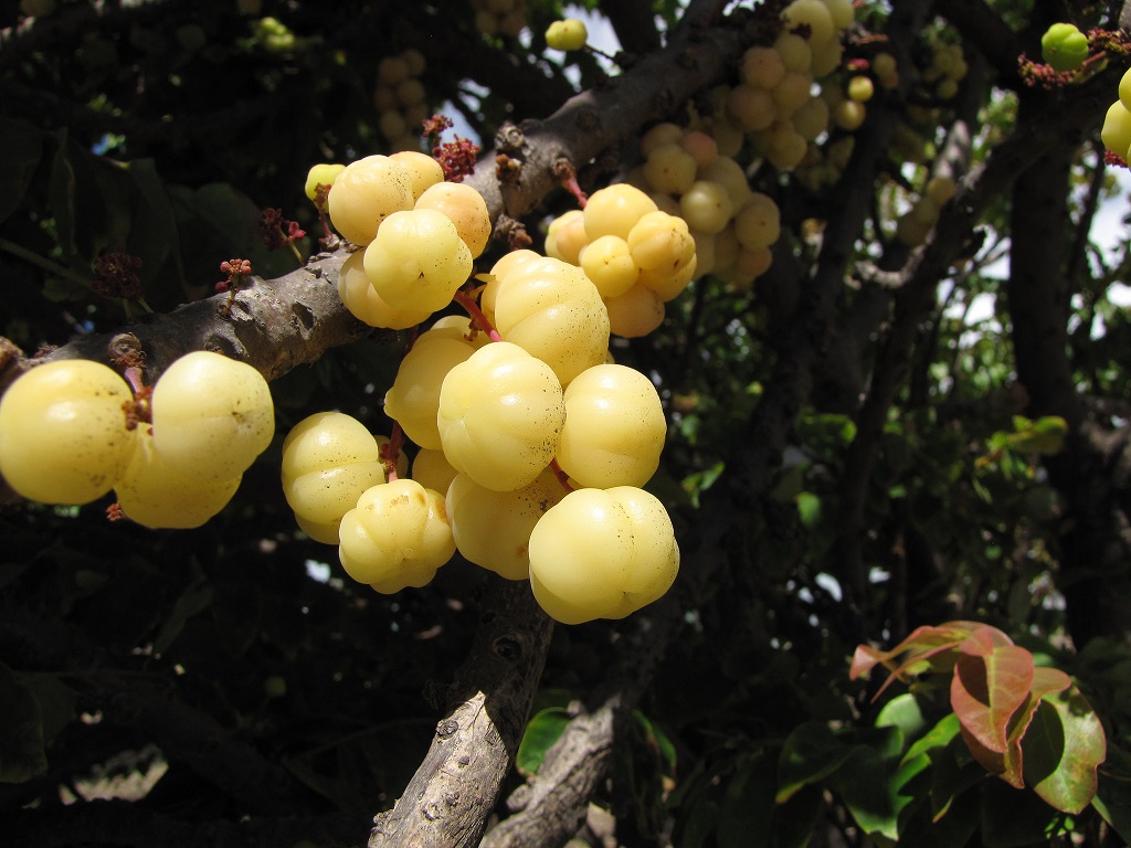 Pernahkah Melihat Buah buahan Asli Bumi Indonesia ini 