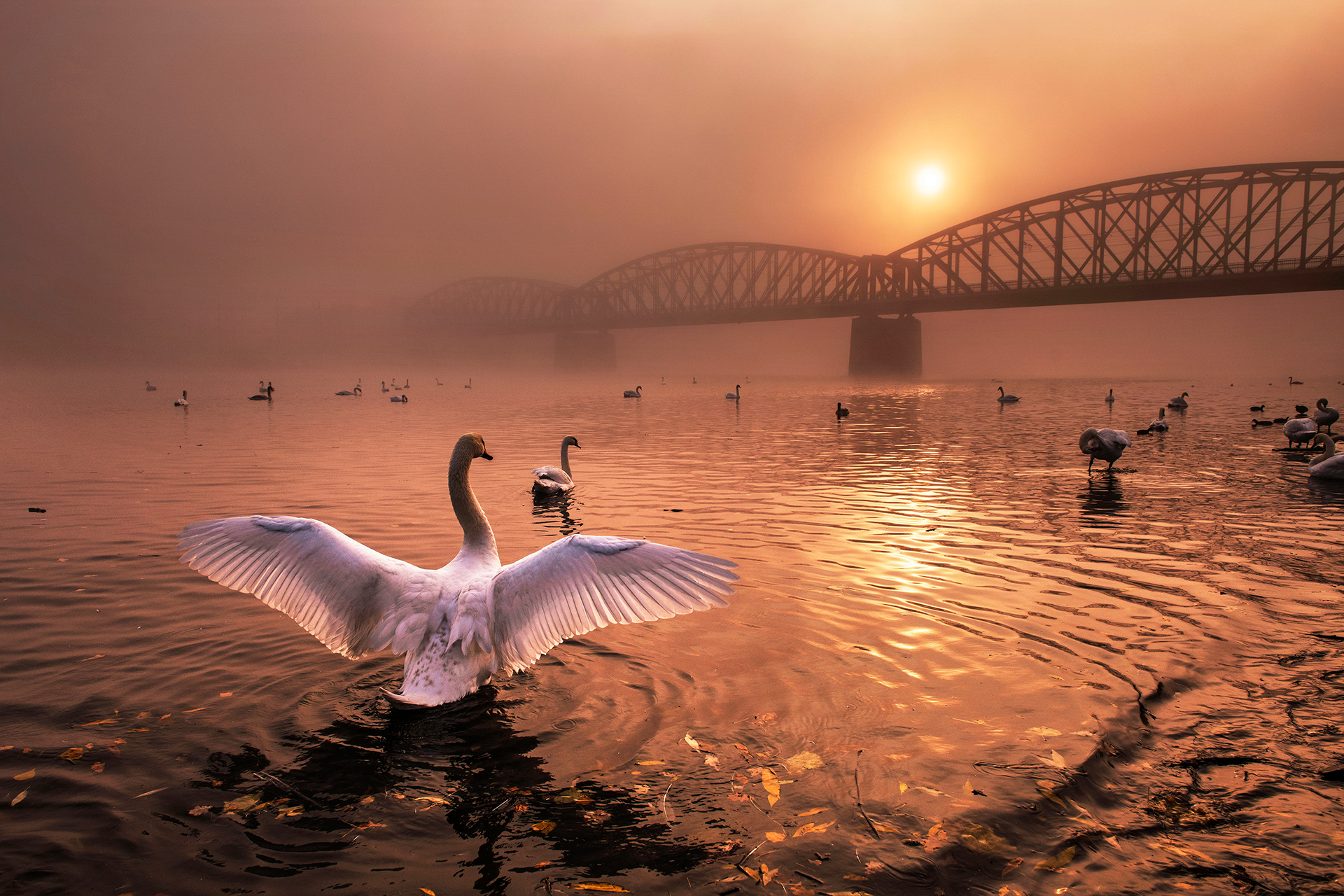 ‘Menyapa pagi’ – Peter Cech (Cekoslovakia, pemenang kategori burung. Foto : Nature Photographer of The Year 2019