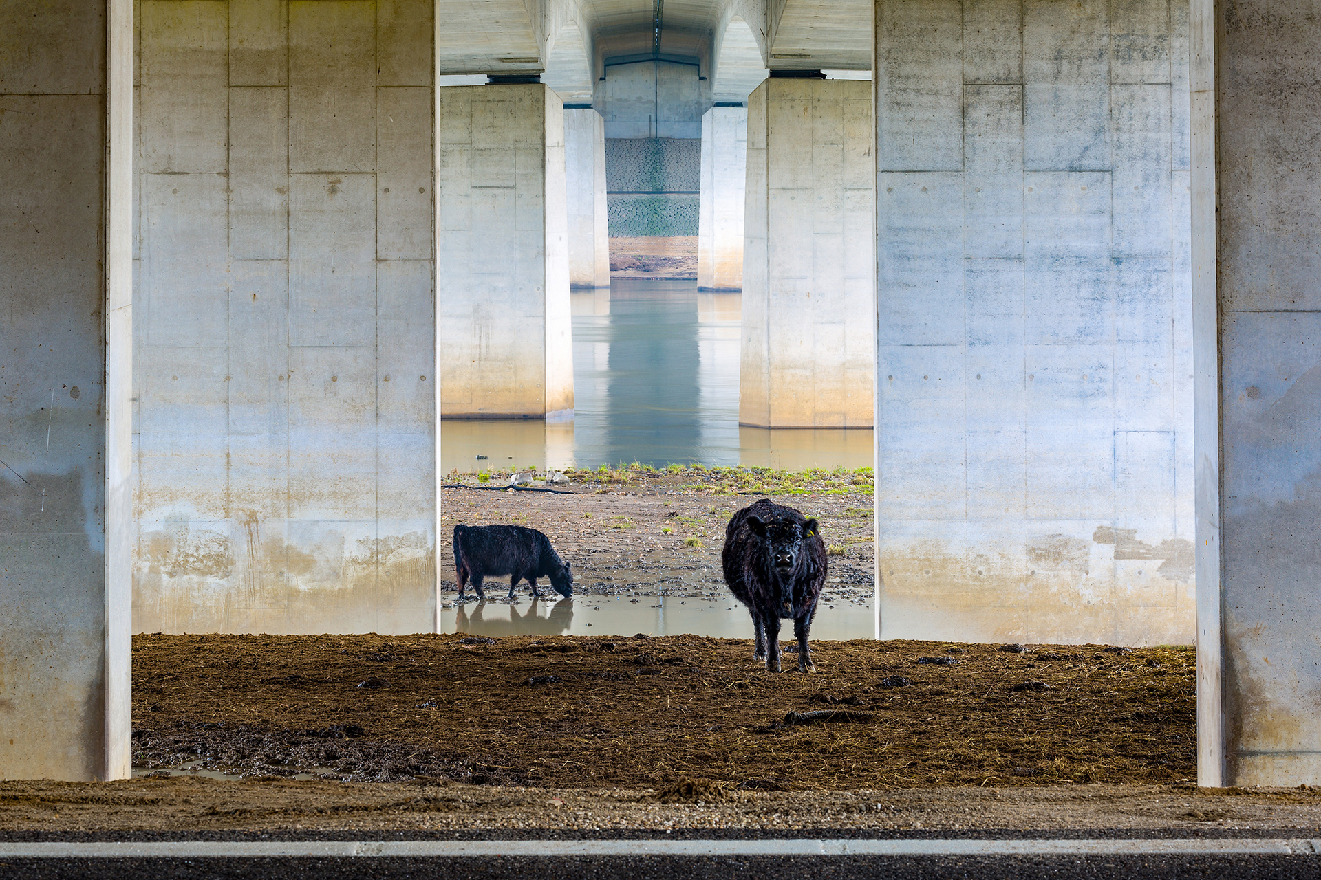 ‘Galloways dibawah jembatan’ – Karin de Jonge (Belanda) pemenang kategori Bentang Alam Lage Landen. Foto : Nature Photographer of The Year 2019