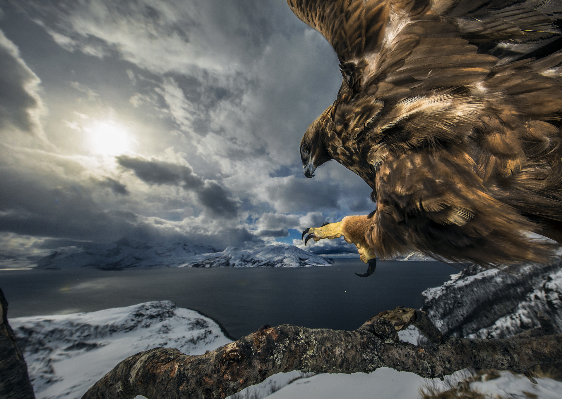  ‘Elang emas mendarat’ – Audun Rikardsen (Norwegia0, pemenang runner up kategori. Foto : Nature Photographer of The Year 2019 