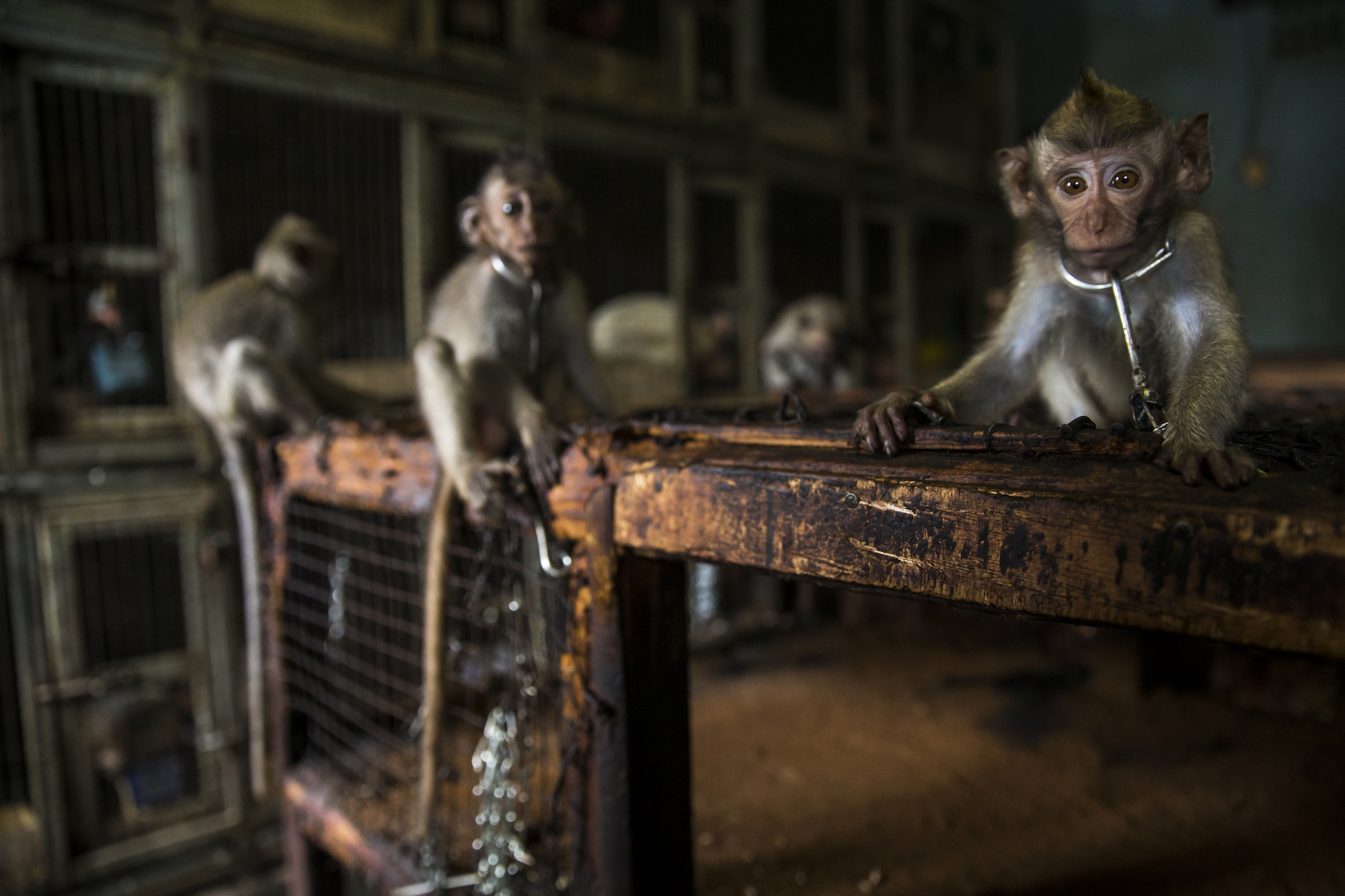 ‘Kesendirian’ – Luke Massey (Spanyol), pemenang kategori alam dan manusia. Monyet ekor panjang (Macaca fascicularis) yang dijual di sebuah pasar hewan di Denpasar, Bali. Foto : Nature Photographer of The Year 2019