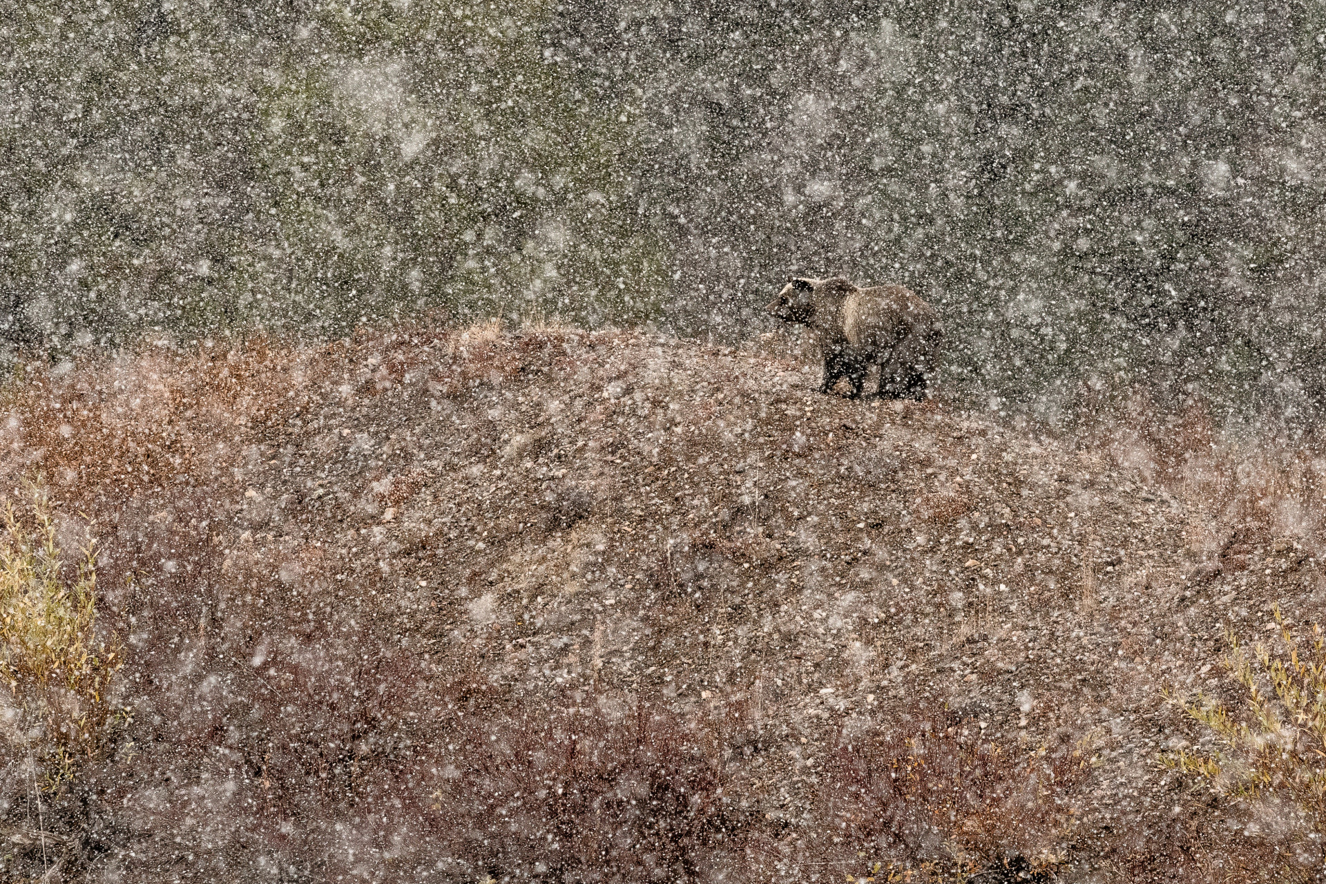 ‘Dibawah salju’ – Stefano Quirini (Italia). pemenang kategori mamalia. Foto : Nature Photographer of The Year 2019