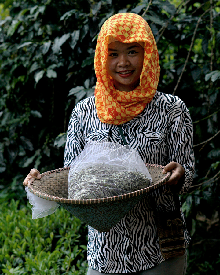 Seorang pekerja perempuan perkebunan teh memperlihatkan teh putih kering. Foto : Anton Wisuda/Mongabay Indonesia