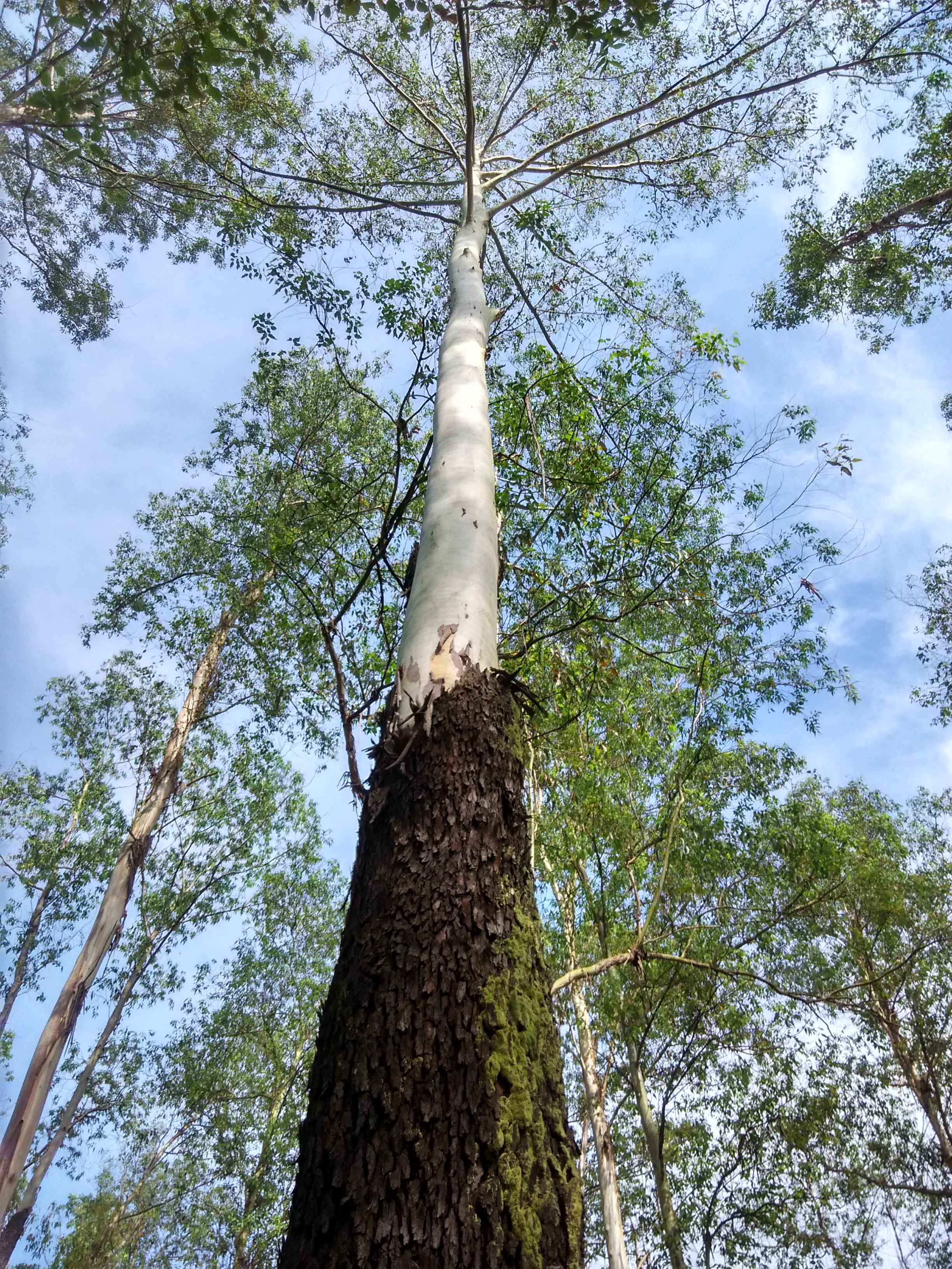 Eukaliptus, salah satu pohon koleksi di Wanagama