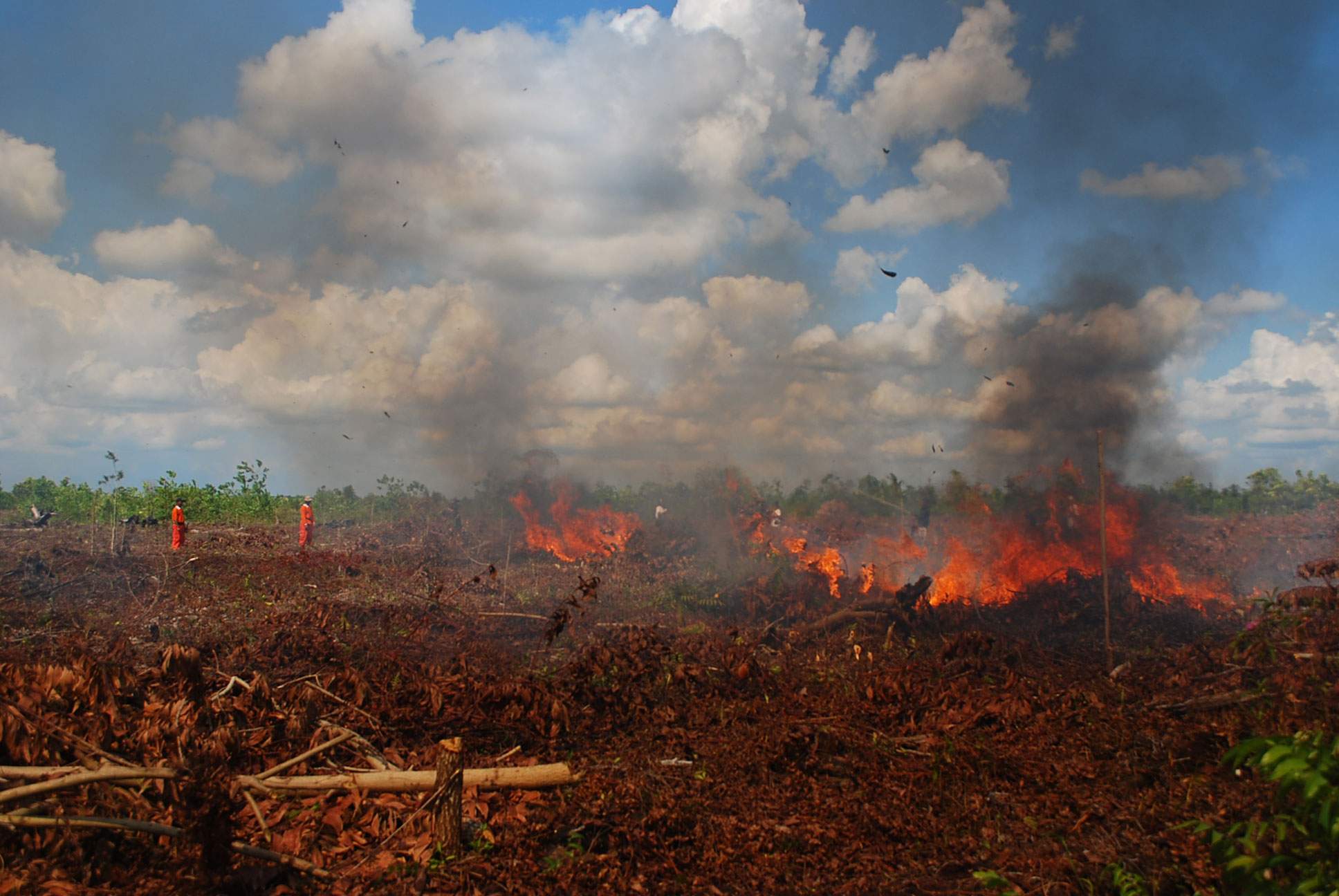 Ilustrasi kebakaran hutan yang terjadi di Indonesia | Foto: wwf.or.id