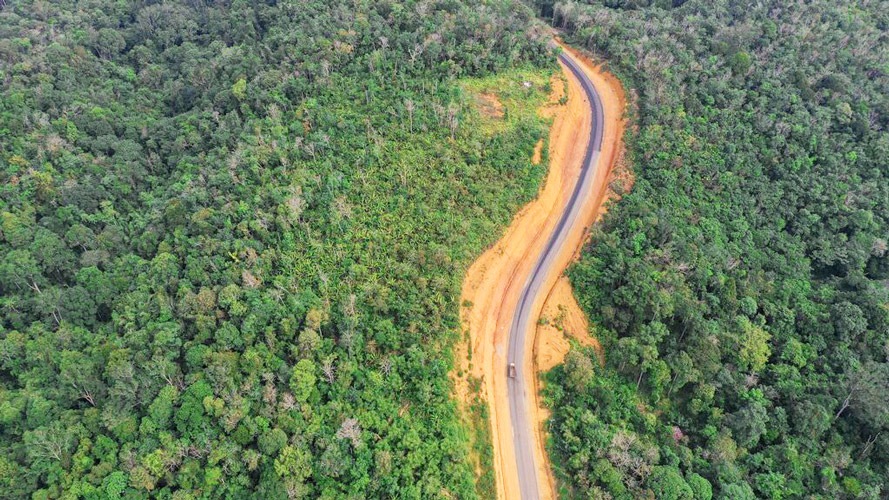 ilustrasi Hutan Kalimantan sebagai salah satu hutan terbesar di Indonesia | foto: umkmkalbar.id