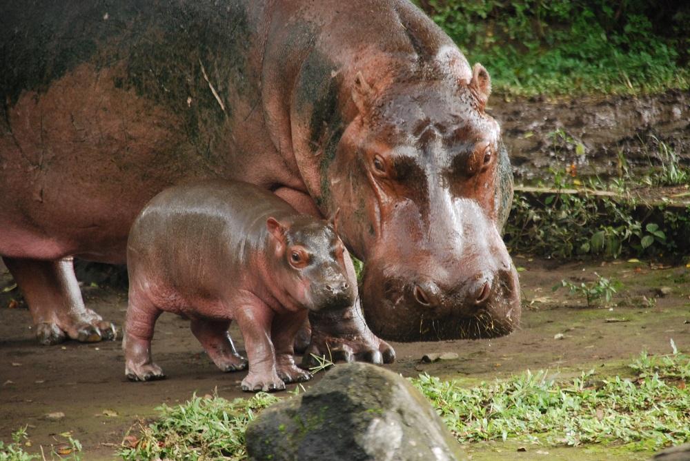 Awal tahun 2017 ini Taman Safari Prigen menyambut kelahiran baby Hippo baru (foto: Taman Safari Prigen)