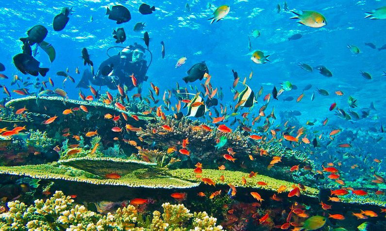 Dari puncak gunung hingga dasar laut, Indonesia selalu menapilkan kecantikannya. Tak pelak Indonesia juga menjadi tempat diving terbaik di dunia (source: indonesiaexplorer.net)