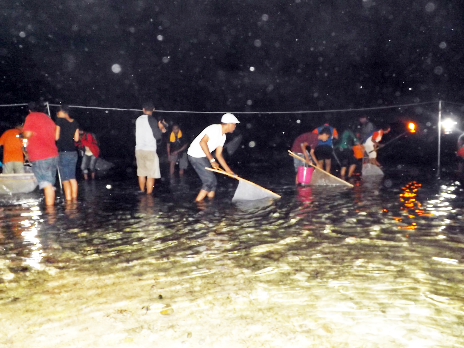 Festival Timba Alor konsepnya mirip dengan Bau Nyale, yakni masyarakat berburu cacing laut