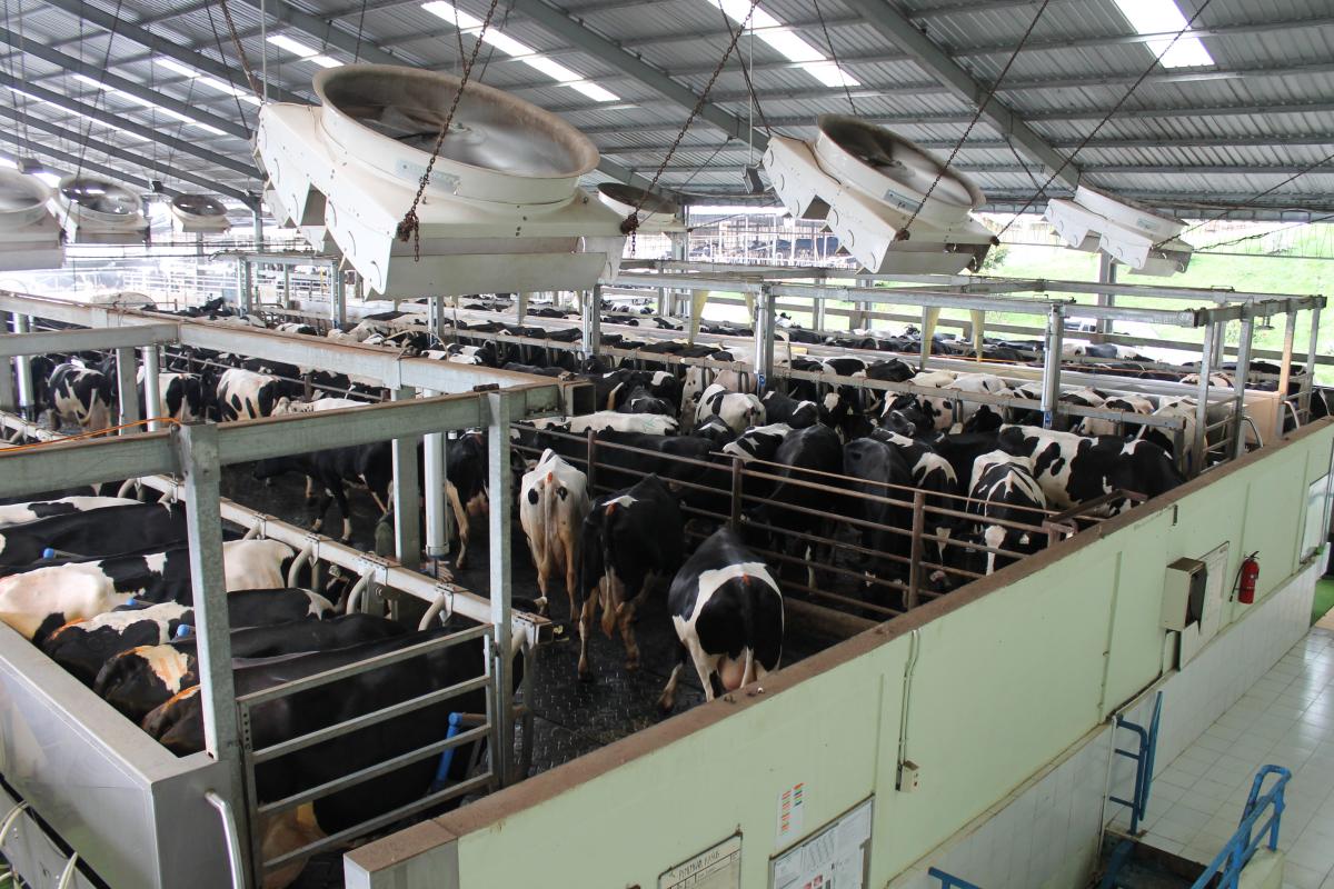 Peternakan sapi perah kedua PT Greenfield mengutamakan teknologi-teknologi yang canggih dan ramah lingkungan (foto: peternakan Greenfield Malang/fitnessformen)