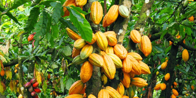 Biji kakao Indonesia memiliki kualitas terbaik dunia dengan sifatnya yang khas