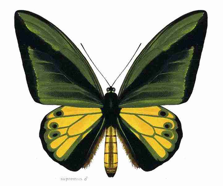 Kupu-kupu Goliath Birdwing