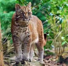 Kucing merah hewan endemik Kalimantan l Sumber: kaskus.co.id