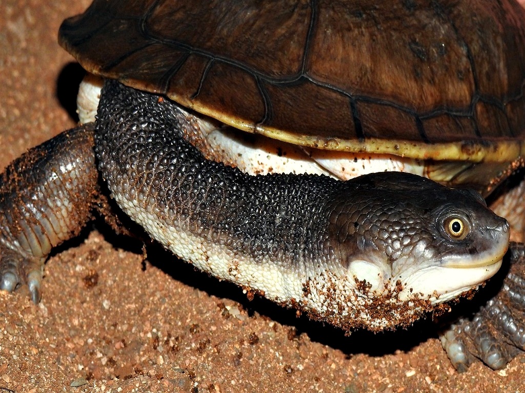Kura-kura leher ular Rote (Chelodina mccordi) merupakan salah satu dari 32 spesies kura-kura di Indonesia dan masuk ke dalam daftar 25 kura-kura paling langka di dunia (Turtle Conservation Coalition, 2018) | Foto: Maslim As-singkily/WCS IP / Mongabay Indonesia