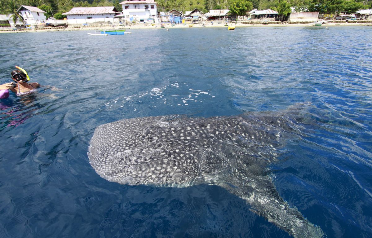 Wisata hiu paus di Labuhan Jambu, Gorontalo | Sumber: Media Indonesia