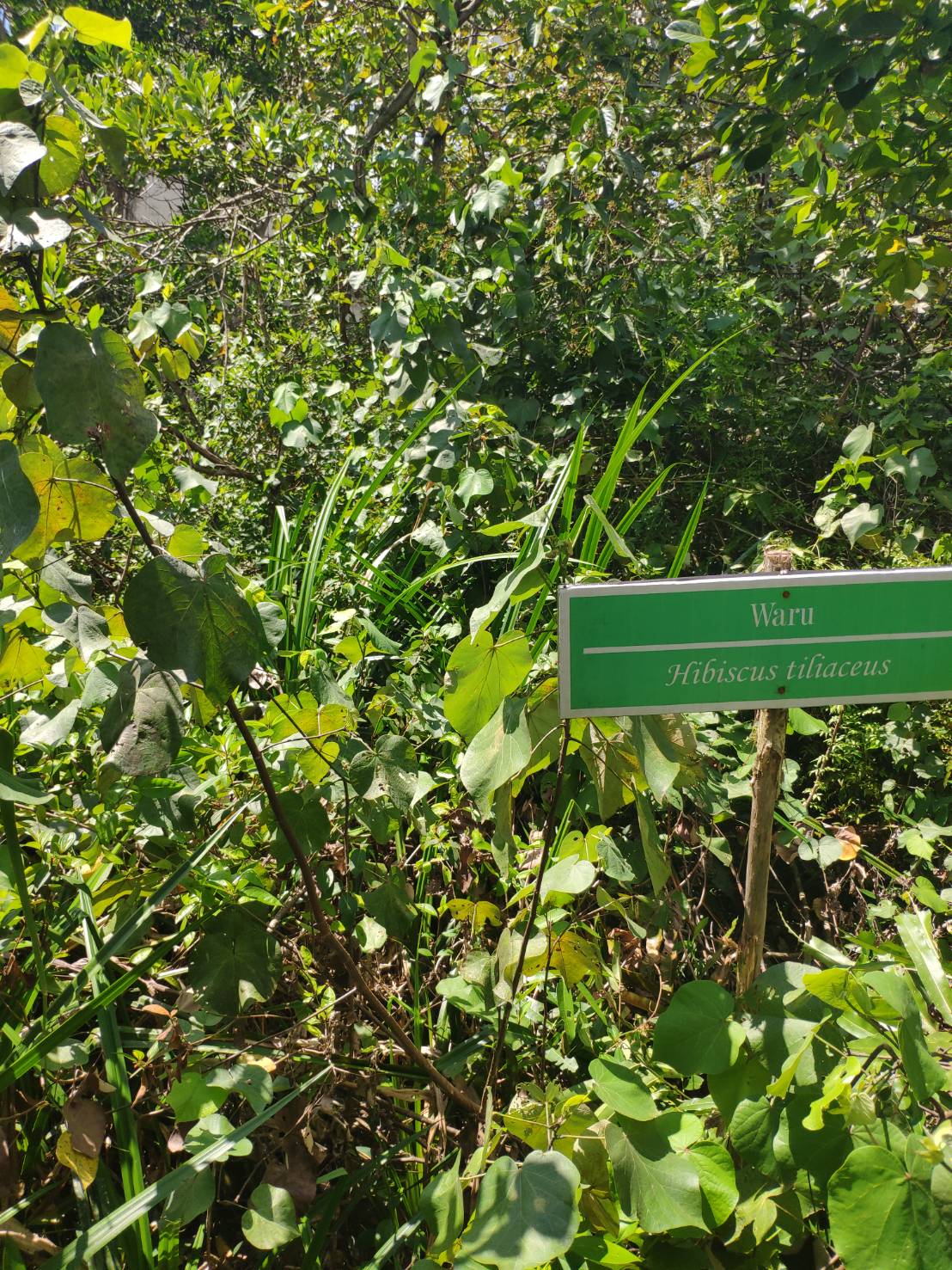 Waru, salah satu vegetasi tumbuhan makanan dari Bekantan | Foto: Vita Ayu Anggraeni