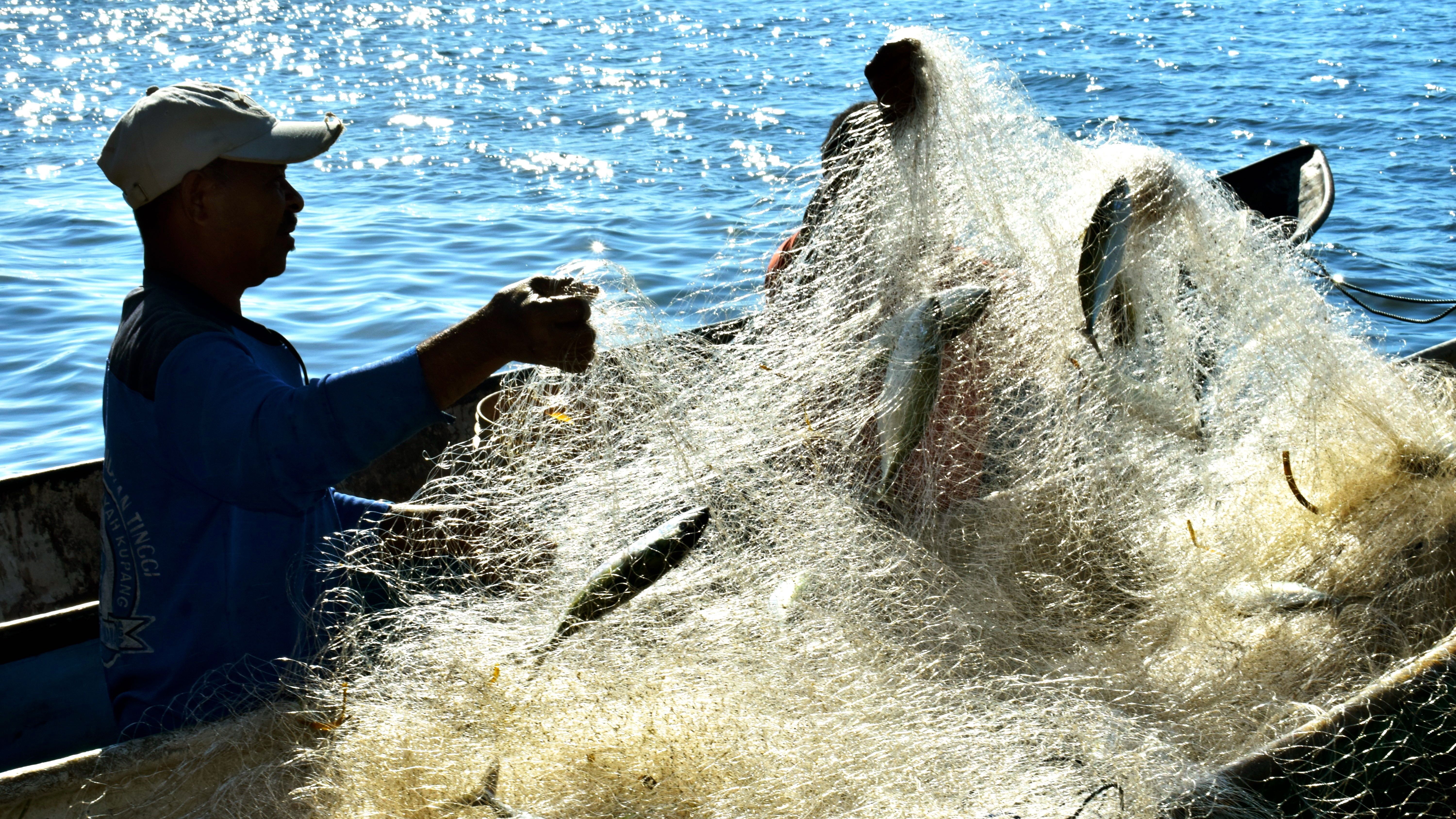 Pukat nelayan desa Lamatokan kecamatan Ile ApeTimur kabupaten Lembata yang dipenuhi ikan kembung yang dtangkap saat subuh di perairan Teluk Hadakewa | Foto: Ebed de Rosary/Mongabay Indonesia