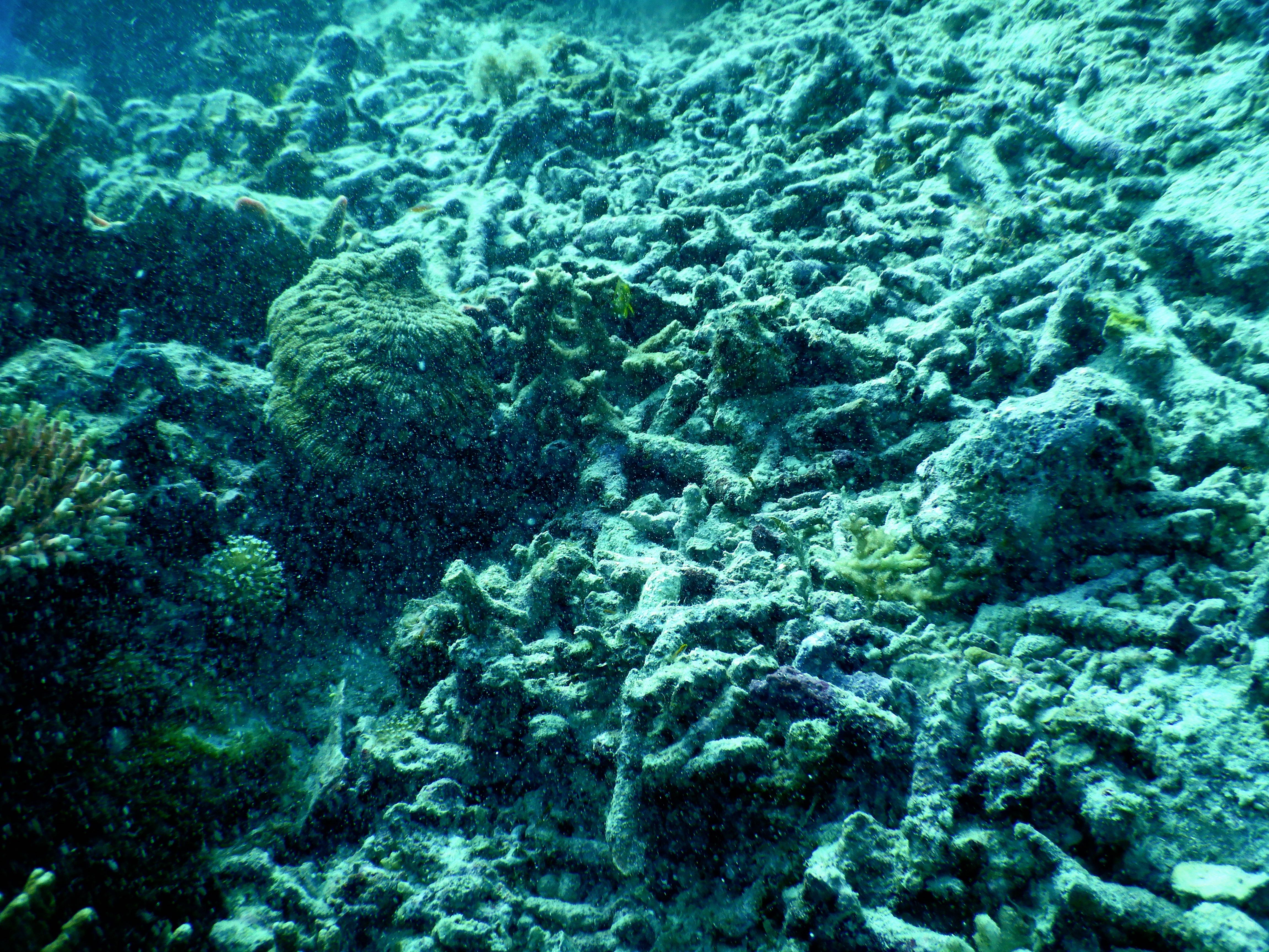 Bekas perusakan karang akibat bom dan alat tangkap tidak ramah lingkungan yang dilakukan beberapa dekade lalu, masih dapat dijumpai sisa-sisanya di perairan Teluk Hadakewa | Foto: Ridzki R Sigit/Mongabay Indonesia