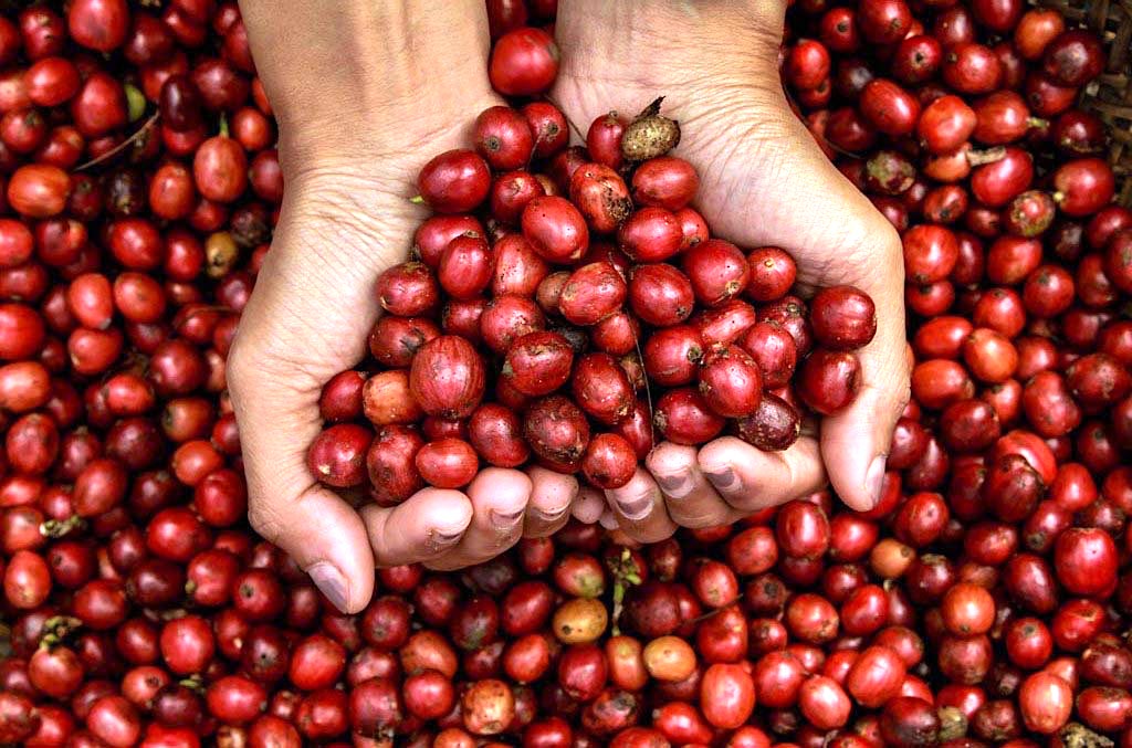 Buah kopi yang dipetik selektif dan setengah selektif, yaitu dilakukan pada semua buah dalam satu dompol yang warnanya sudah merah semuanya | Foto: Falahi Mubarok/Mongabay Indonesia