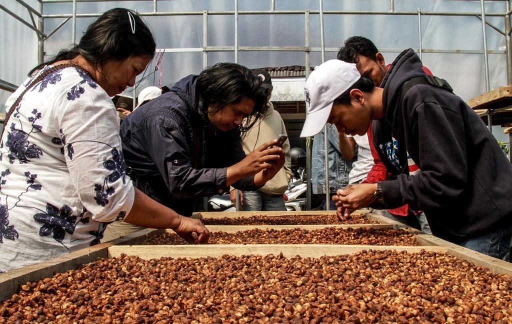 Peserta mengamati kopi yang dijemur di dalam green house di Jambuwer, Kecamatan Kromengan, Malang, Jatim, Selasa (10/07/2019) | Foto: Falahi Mubarok/Mongabay Indonesia