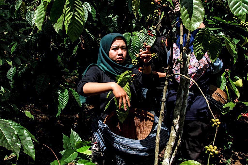 Salah satu peserta memetik kopi di kebun kopi Jambuwer. Buah kopi tidak dipanen secara serentak, namun proses pemetikanya dilakukan dengan beberapa tahapan | Foto: Falahi Mubarok/Mongabay Indonesia