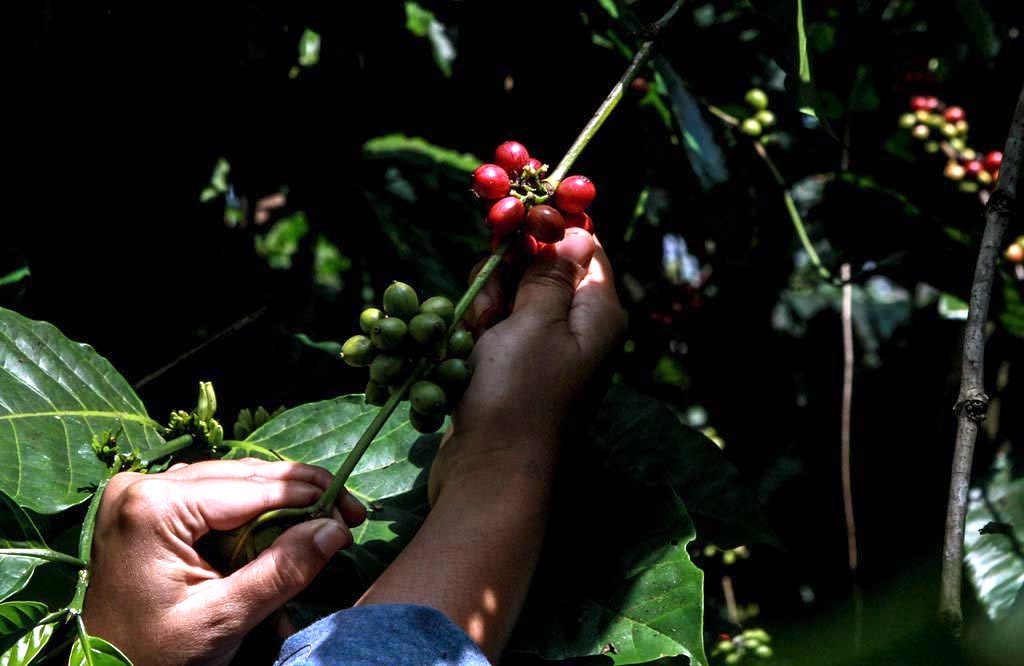 Buah kopi yang dipetik oleh salah satu peserta di kebun kopi Jambuwer. Pemetikan dilakukan secara selektif, dilakukan pada buah yang berwarna merah penuh | Foto: Falahi Mubarok/Mongabay Indonesia