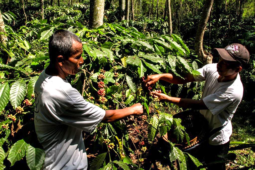 Petani dari Gapoktan Mekar Tani mencontohkan cara memetik buah kopi dengan baik di kebun kopi Jambuwer | Foto: Falahi Mubarok/Mongabay Indonesia