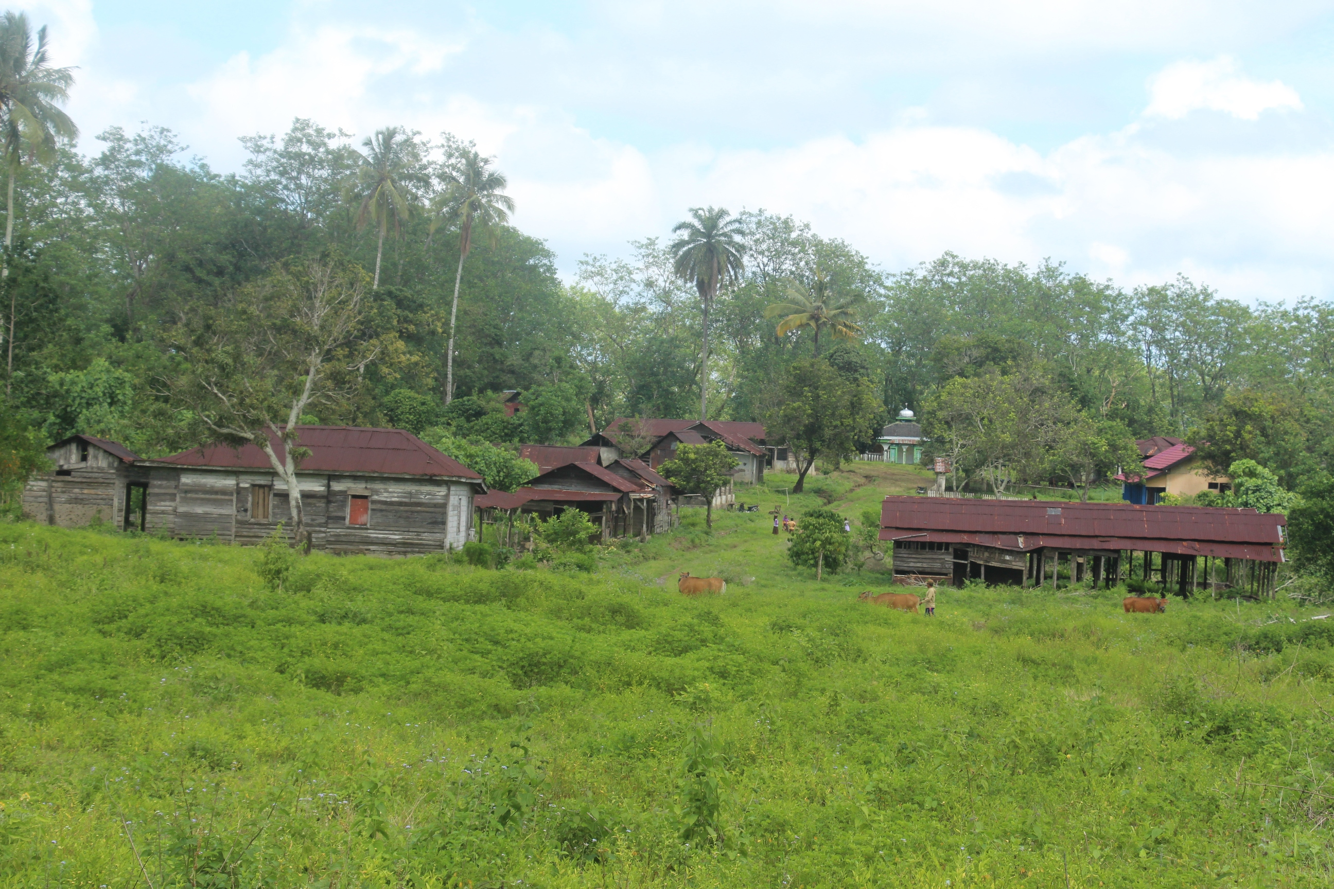 Basecamp bekas perkebunan kopi di Tambora. Di kawasan ini juga masih ada izin penebangan kayu. Perlu memerhatikan penduduk yang tinggal di sekitar kawasan agar tidak terjadi konfik yang mengancam kelestarian | Foto: Fathul Rakhman/ Mongabay Indonesia