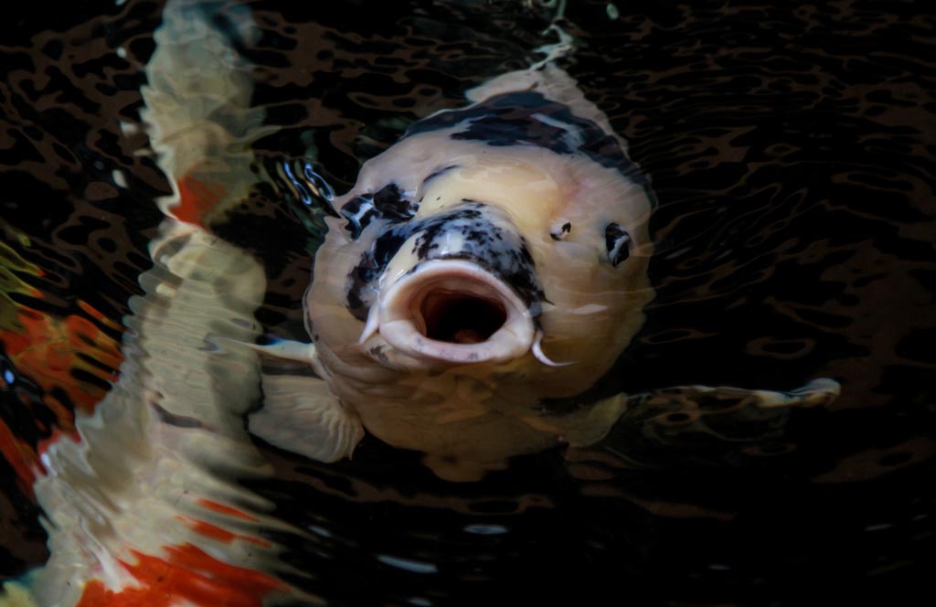  Seekor ikan koi muncul dari dalam air. Ikan koi juga dikenal dengan sebutan karper, atau nama latinya adalah Cyprinus carpio | Foto: Falahi Mubarok/ Mongabay Indonesia 