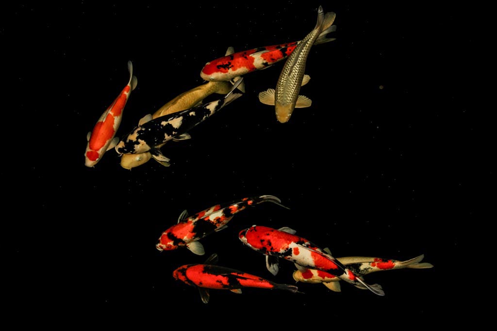 Sejumlah ikan koi berkelompok didalam kolam saat difoto pada malam hari. Ikan hidup pada air tawar ini yang mempunyai corak warna-warni | Falahi Mubarok/ Mongabay Indonesia