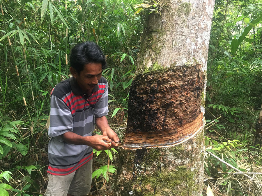 Mayoritas warga masyarakat adat Seberuang Riam Batu bermatapencaharian sebagai petani ladang dan karet | Foto: Andi Fachrizal/Mongabay Indonesia