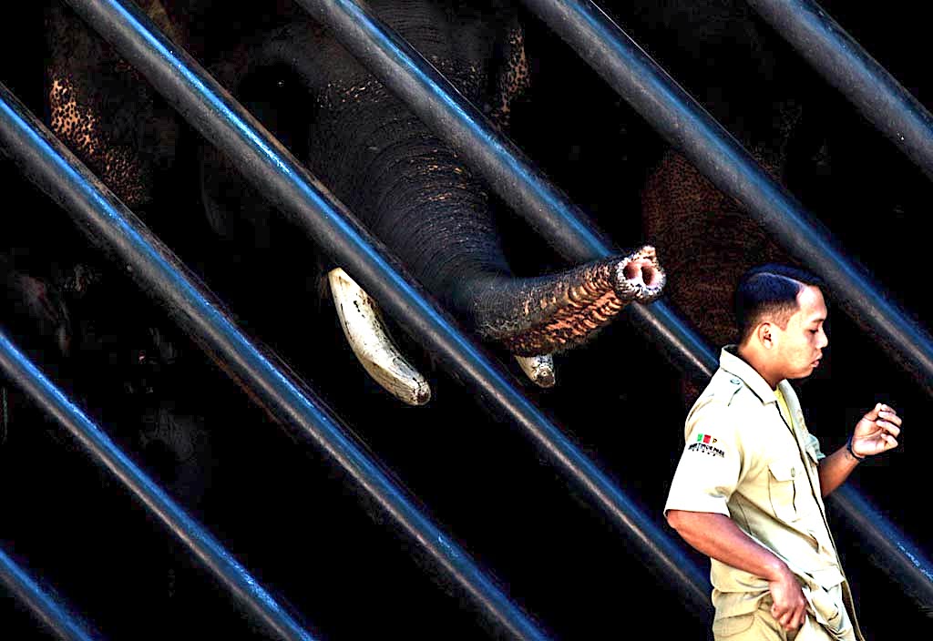 Belalai gajah yang keluar dari kandangnya saat dijaga seorang keeper di Batu Screet Zoo, Kota Batu, Malang, Jatim. Hewan yang hidup di habitatnya secara berkelompok ini merupakan hewan nocturnal, aktif pada malam hari dalam sehari dan semalam | Foto: Falahi Mubarok/ Mongabay Indonesia