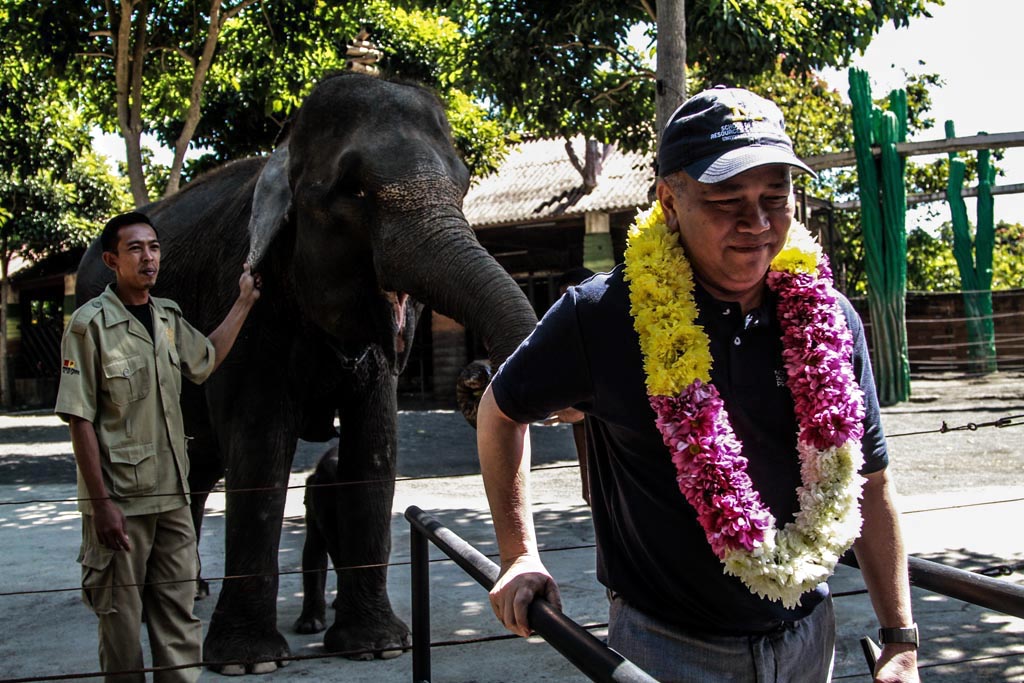  Dirjen KSDAE KLHK Wiratno (bertopi) usai memberikan buah ke indukan gajah saat hadir dan memberikan nama bayi gajah Dumbo di Batu Screet Zoo, Kota Batu, Jawa Timur, Sabtu (13/07/2019) | Foto: Falahi Mubarok/ Mongabay Indonesia 