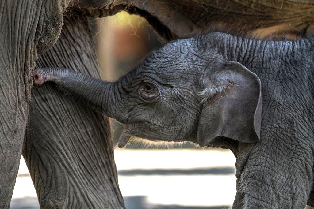 Dumbo menyusu ke induknya di Batu Screet Zoo, Kota Batu, Jawa Timur, Sabtu (13/07/2019). Dumbo masih belum stabil kondisinya karena masih bayi dan induknya sangat protektif | Foto: Falahi Mubarok/ Mongabay Indonesia