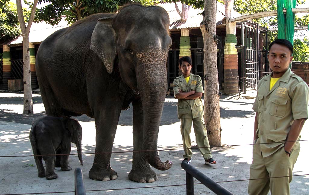  Induk gajah dan Dumbo saat dikenalkan ke publik di Batu Screet Zoo, Kota Batu, Jawa Timur, Sabtu (13/07/2019) | Foto: Falahi Mubarok/ Mongabay Indonesia 