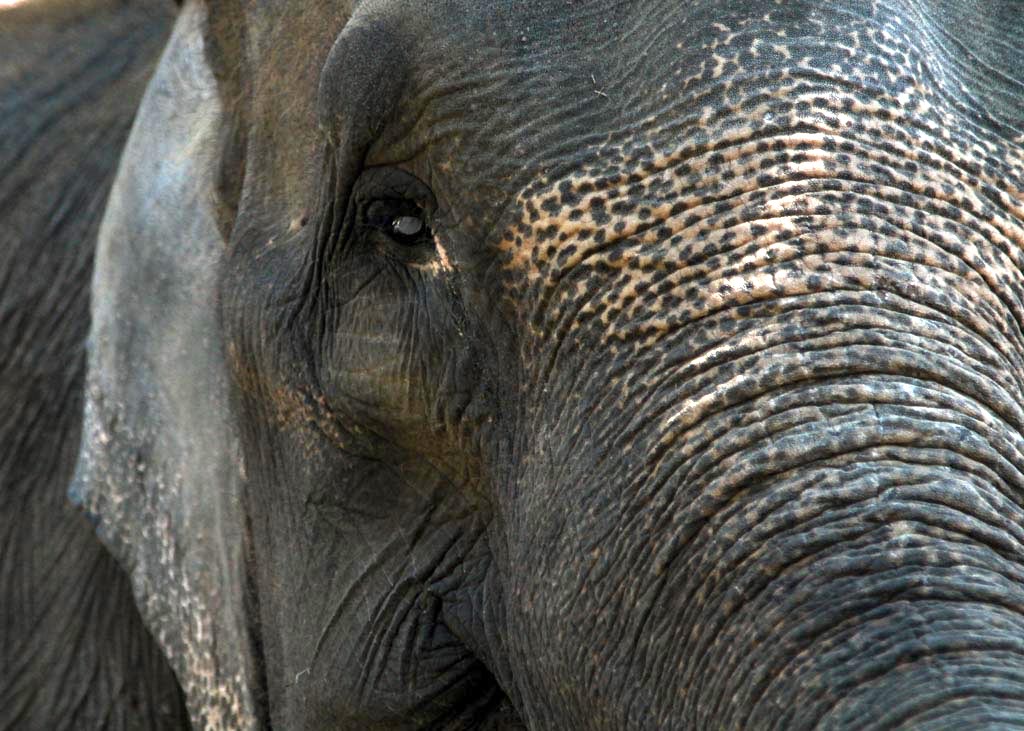 Induk gajah yang mengalami katarak mata di Batu Screet Zoo, Kota Batu, Malang, Jatim . Populasi gajah di Indonesia saat ini sejumlah 1.470 ekor | Foto: Falahi Mubarok/ Mongabay Indonesia