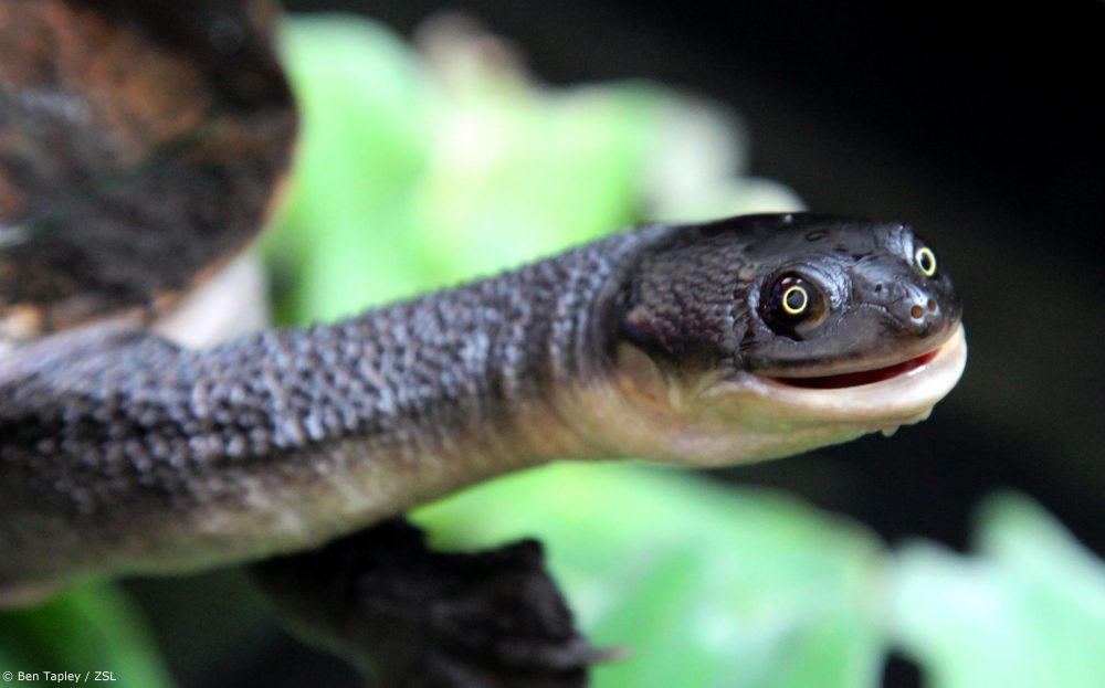 Kura-kura leher ular rote | Foto: Ben Tapley/ZSL program the Edge of Existence