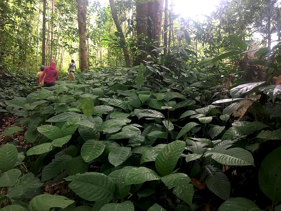 Hamparan tengkawang tumbuh liar di kaki Bukit Saran, Dusun Lebuk Lantang, Desa Riam Tapang, Kecamatan Tempunak, Kabupaten Sintang, Kalimantan Barat | Foto: Andi Fachrizal/Mongabay Indonesia