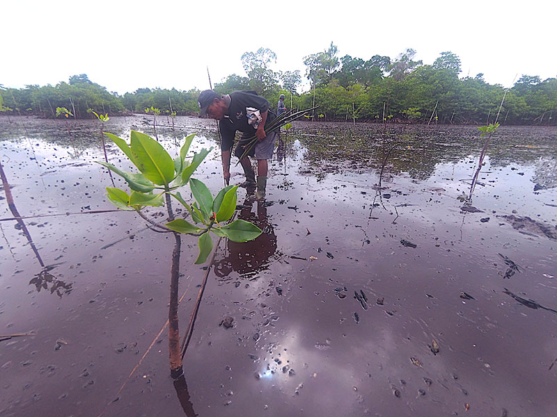 Warga Desa Uwedikan, Kecamatan Luwuk Timur, Kabupaten Banggai, Sulawesi Tengah, secara sadar menanam mangrove | Foto: Christopel Paino/Mongabay Indonesia
