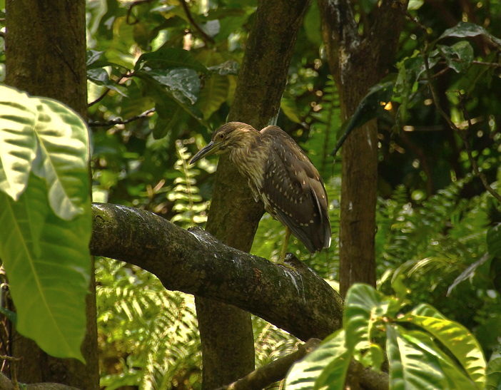 Seekor burung yang hinggap di pohon di Kebun Raya Bogor | Foto: Anton Wisuda/Mongabay Indonesia