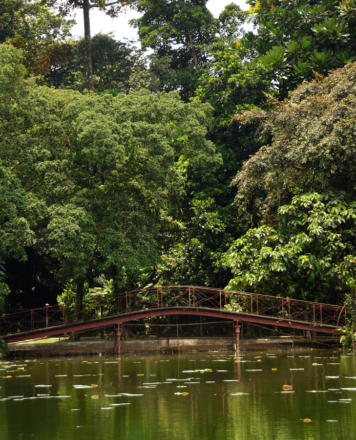 Jembatan di dalam Kebun Raya Bogor | Foto: Anton Wisuda/Mongabay Indonesia