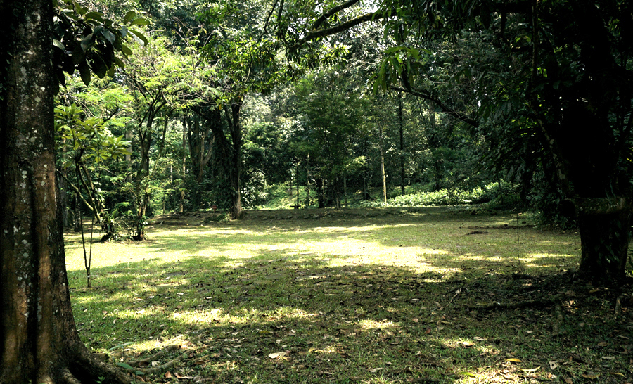  Lokasi ini diduga sebagai hutan Samidha, cikal bakal Kebun Raya Bogor | Foto: Anton Wisuda/Mongabay Indonesia 