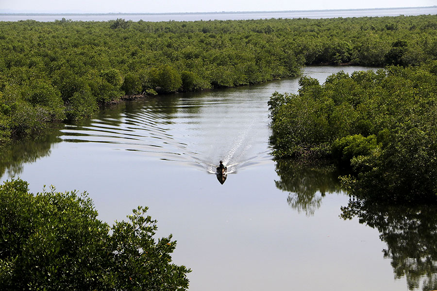 Mangrove yang penting sebagai pelindung abrasi pantai dan banjir | Foto: Junaidi Hanafiah/Mongabay Indonesia