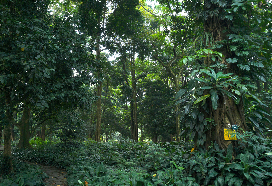 Pepohonan besar koleksi Kebun Raya Bogor | Foto: Anton Wisuda/Mongabay Indonesia