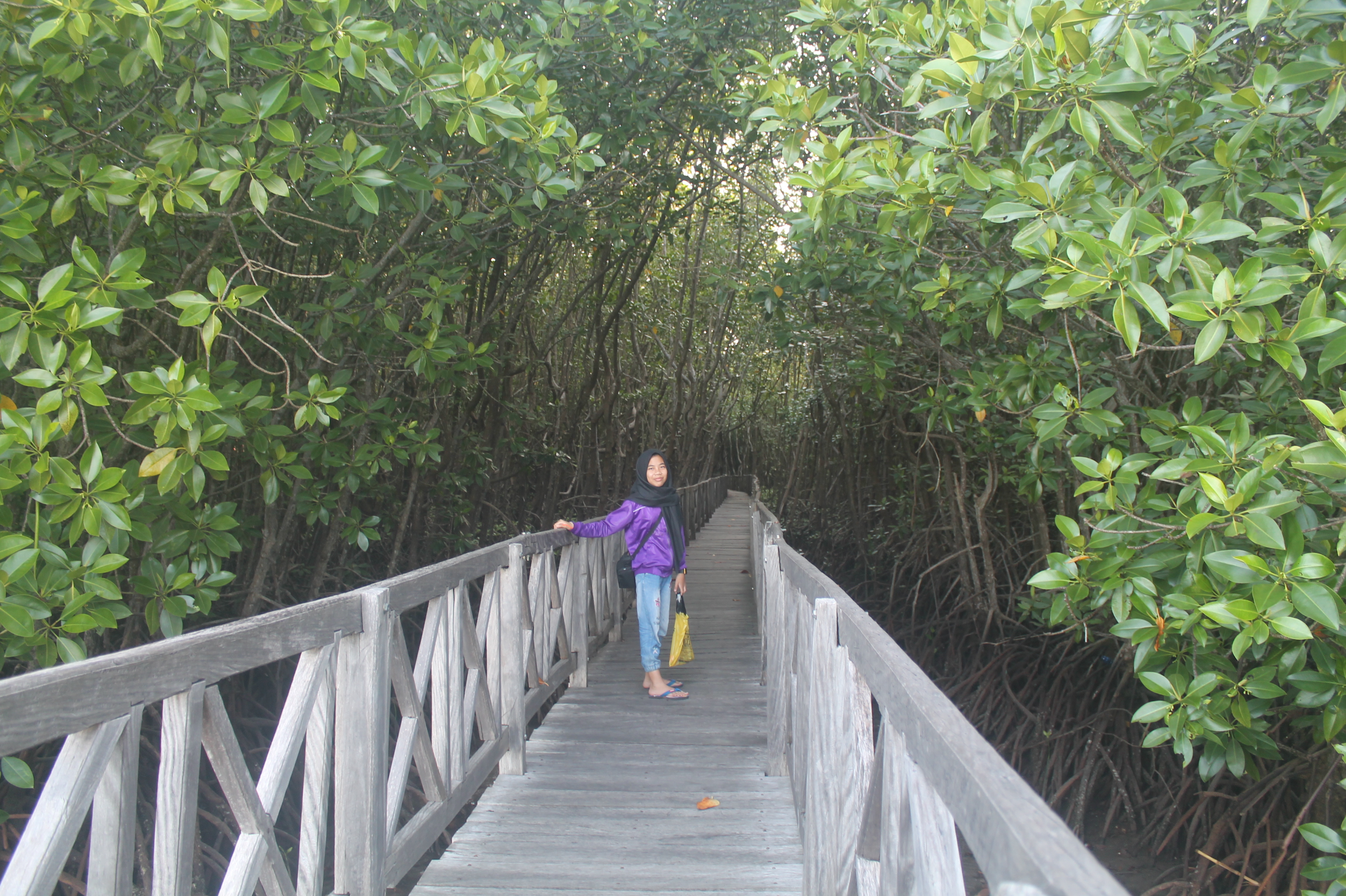 Hutan mangrove di Desa Tongke-tongke, kabupaten Sinjai, Sulawesi Selatan. Selain berfungsi ekologis, hutan mangrove Tongke-tonke jadi obyek wisata unggulan di Sinjai | Foto: Suriani Mappong/Mongabay Indonesia
