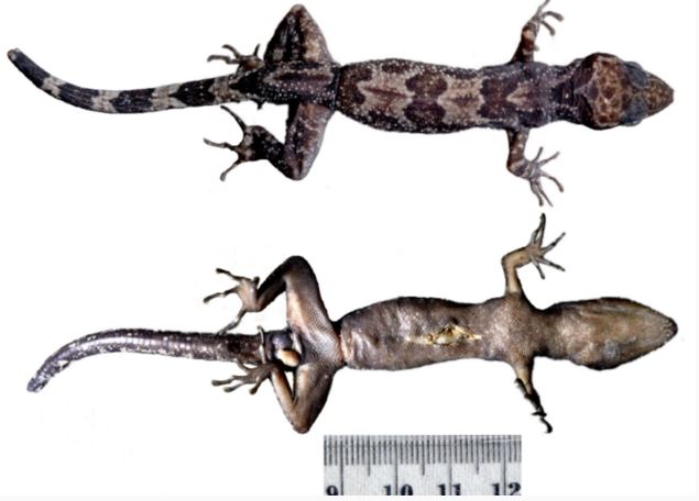 Perbandingan dorsal (atas) dan ventral (bawah). (Zootaxa)