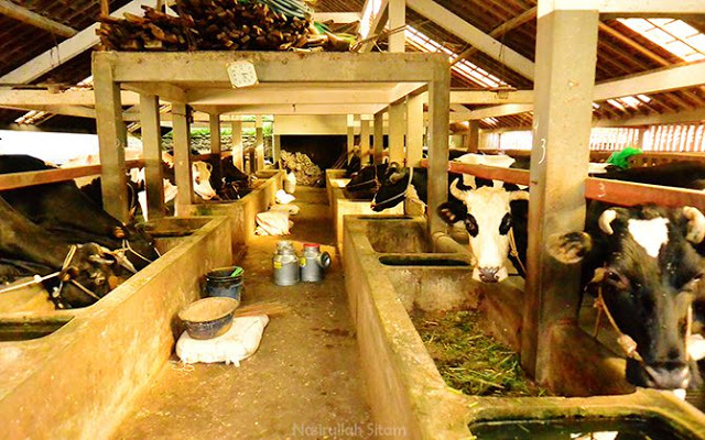 Peternakan sapi di Desa Pujon Kidul | Foto: nasirullahsitam.com