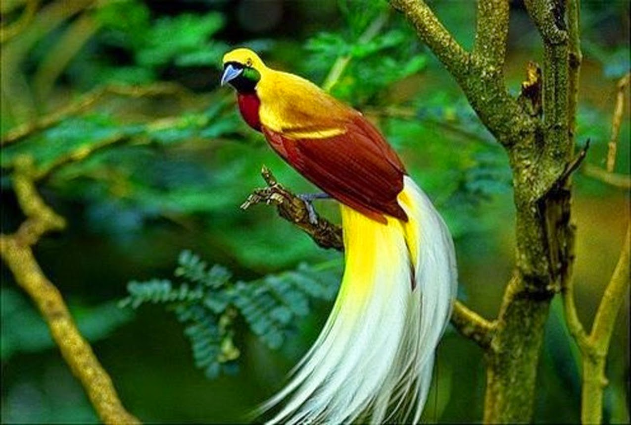 Burung Cendrawasih | Foto: Tabloid Jubi