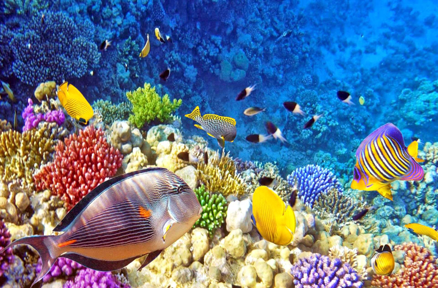 Kecantikan bawah laut Raja Ampat | Foto: anomharya.com